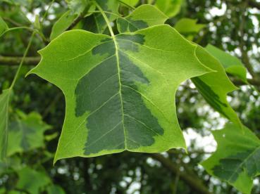 Gelbbunter Tulpenbaum - Liriodendron tulipifera Aureomarginatum