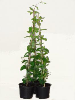 Verkaufware von Lonicera japonica repens