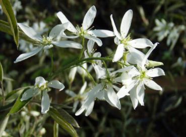 Amelanchier Princess Diana - Edel-Felsenbirne Princess Diana