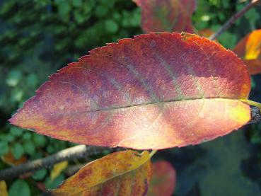 Amelanchier Diana: Gelb-rotes Blatt in Herbstfärbung