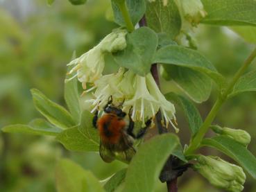 Blaue Heckenkirsche - Lonicera caerulea