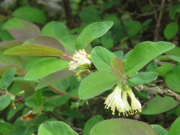 Blaue Heckenkirsche, Lonicera caerulea