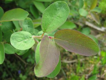 Blaue Heckenkirsche, Lonicera caerulea