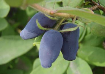 Maibeere, Sibirische Blaubeere - Lonicera caerulea var. kamtschatica