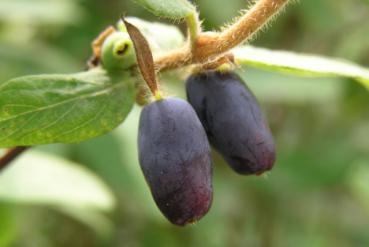 Blaue Früchte der Maibeere, Sibirische Blaubeere