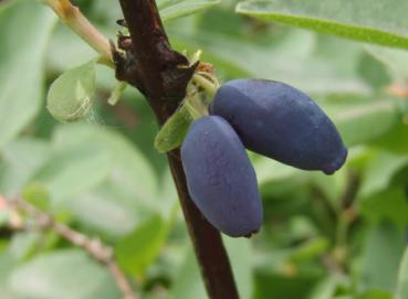 Leckere Maibeere, Sibirische Blaubeere