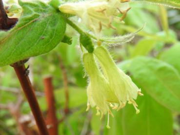 Gelbliche Blüten der Maibeere