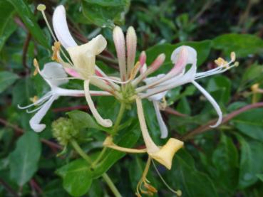 Lonicera caprifolium - Echtes Geißblatt