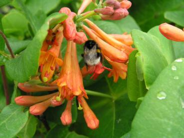 Lonicera brownii Dropmore Scarlet