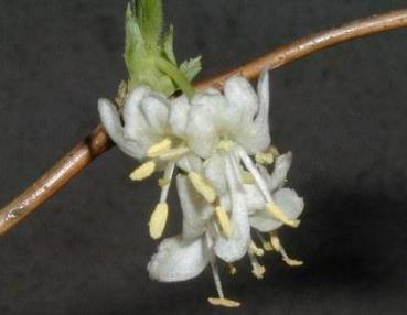 Lonicera fragrantissima - Winterblühende Heckenkirsche