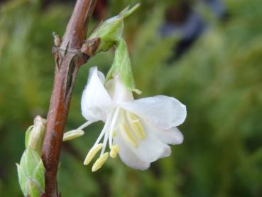 Lonicera fragrantissima in Blüte (Aufnahme aus Mitte Februar)