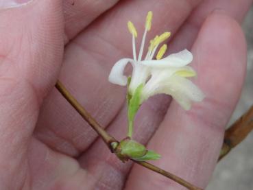 Bei milder Witterung bilden sich bei Lonicera fragrantissima schon früh im Jahr die Blüten