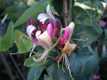 Lonicera heckrottii - Jelängerjelieber