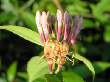 Lonicera henryi - Wintergrünes Geißblatt