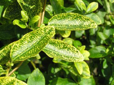 Lonicera japonica Aureoreticulata