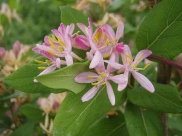 Heckenkirsche - rosa Blüten