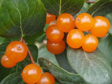 Nahaufnahme der Früchte von Lonicera korolkowii zabelii