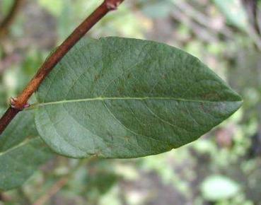 Laub der Heckenkirsche (Lonicera korolkowii zabelii)