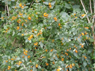 Heckenkirsche mit orangem Fruchtschmuck