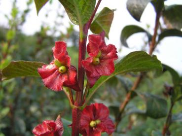 Lonicera ledebourii - Heckenkirsche, Kalifornische