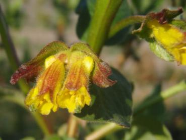 Blüte bei Lonicera ledebourii