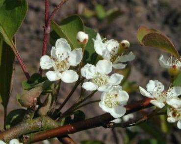 Amelanchier spicata - Ähren-Felsenbirne