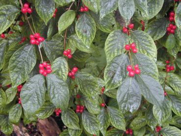 Schirm-Heckenkirsche - rote Beeren