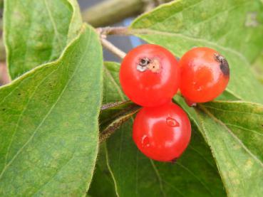 Rote Früchte der Baum-Heckenkirsche