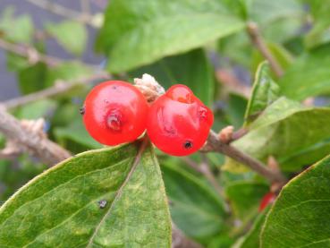 Baum-Heckenkirsche - rote Beeren