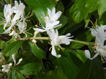 Im Juni erblühen die weißen Blüten der Lonicera maackii.