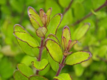 Triebspitze von Lonicera nitida Elegant