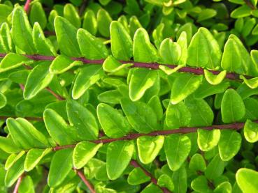 Lonicera nitida Maigrün, Detailaufnahme