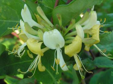 Heimisches Waldgeißblatt - gelbe Blüten