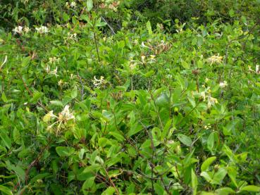 Reiche Blüte beim Waldgeißblatt