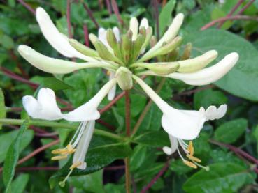 Lonicera periclymenum in Blüte