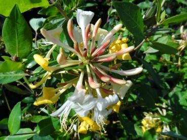 Lonicera periclymenum in Blüte