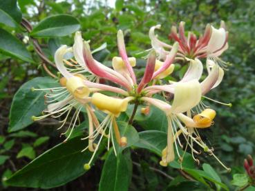 In Blüte: Das Heimisches Waldgeißblatt