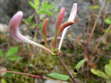 Zart rot überlaufene Knospen des Waldgeißblatts