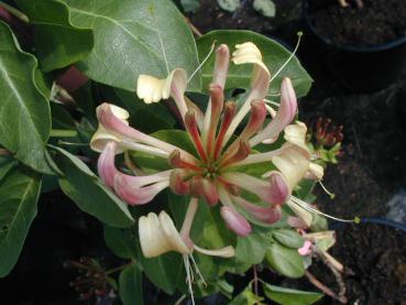 Waldgeißblatt Belgica - Lonicera periclymenum Belgica