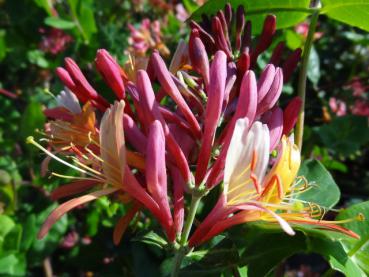 Waldgeißblatt Goldflame in Blüte