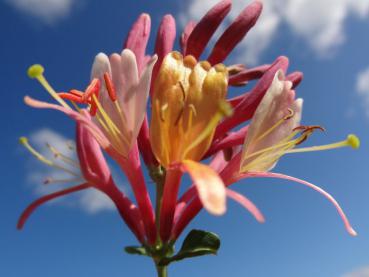 Rot-gelbe Blüte von Lonicera heckrottii Goldflame