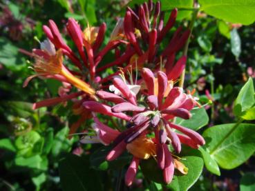 Lonicera heckrottii Goldflame in Blüte