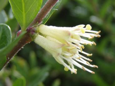 Blüte bei Lonicera pileata