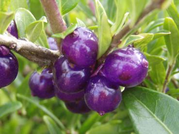 Wird gerne von Vögeln verzehrt: Frucht von Lonicera pileata