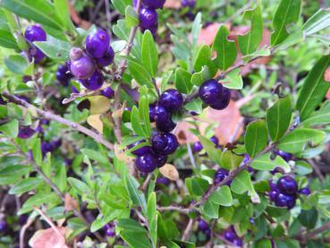 Böschungsmyrthe - Beeren