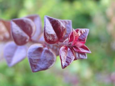 Lonicera nitida Red Tips