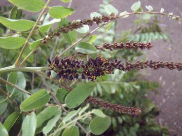 Amorpha fruticosa - Segelbuske