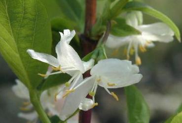 Lonicera purpusii - Frühblühende Heckenkirsche