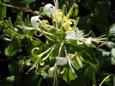 Lonicera similes var. delavayaii