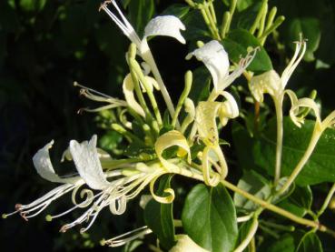 Duftende Blüte Lonicera similes var. delavayaii